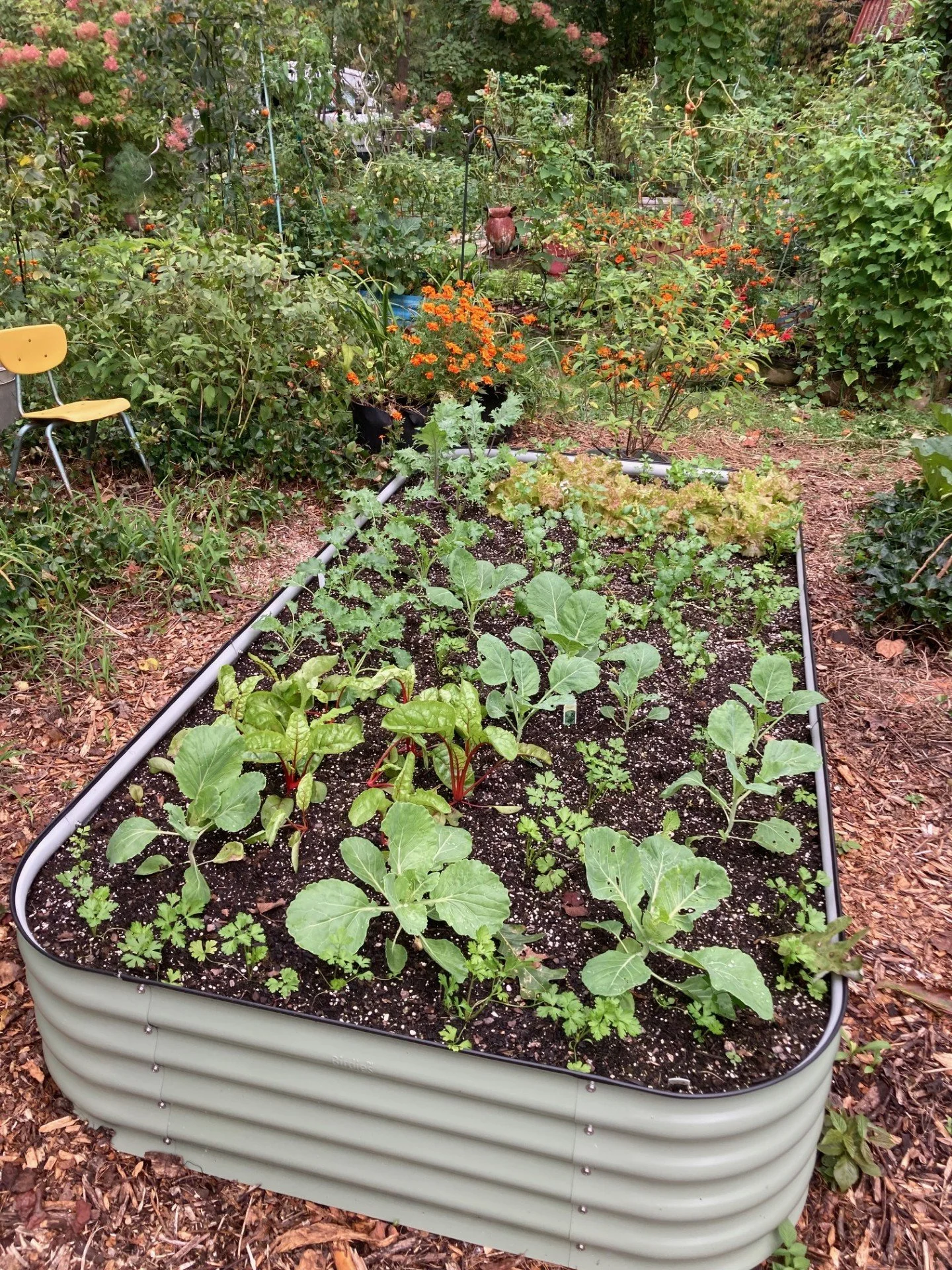 Raised garden bed with young vegetable plants, surrounded by flowers and plants in a lush backyard garden.
