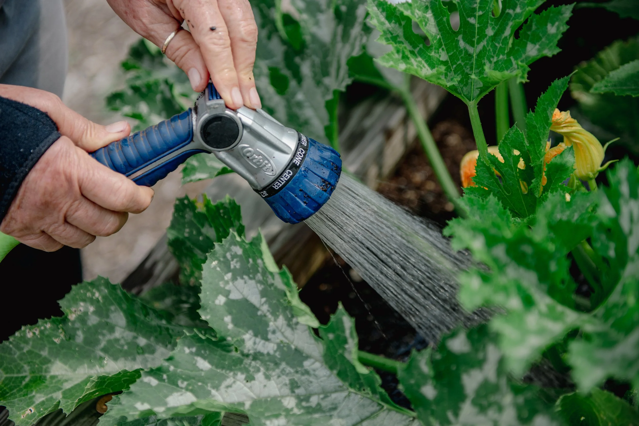 Person watering plants with a garden hose in a garden bed with green leaves and flowers.