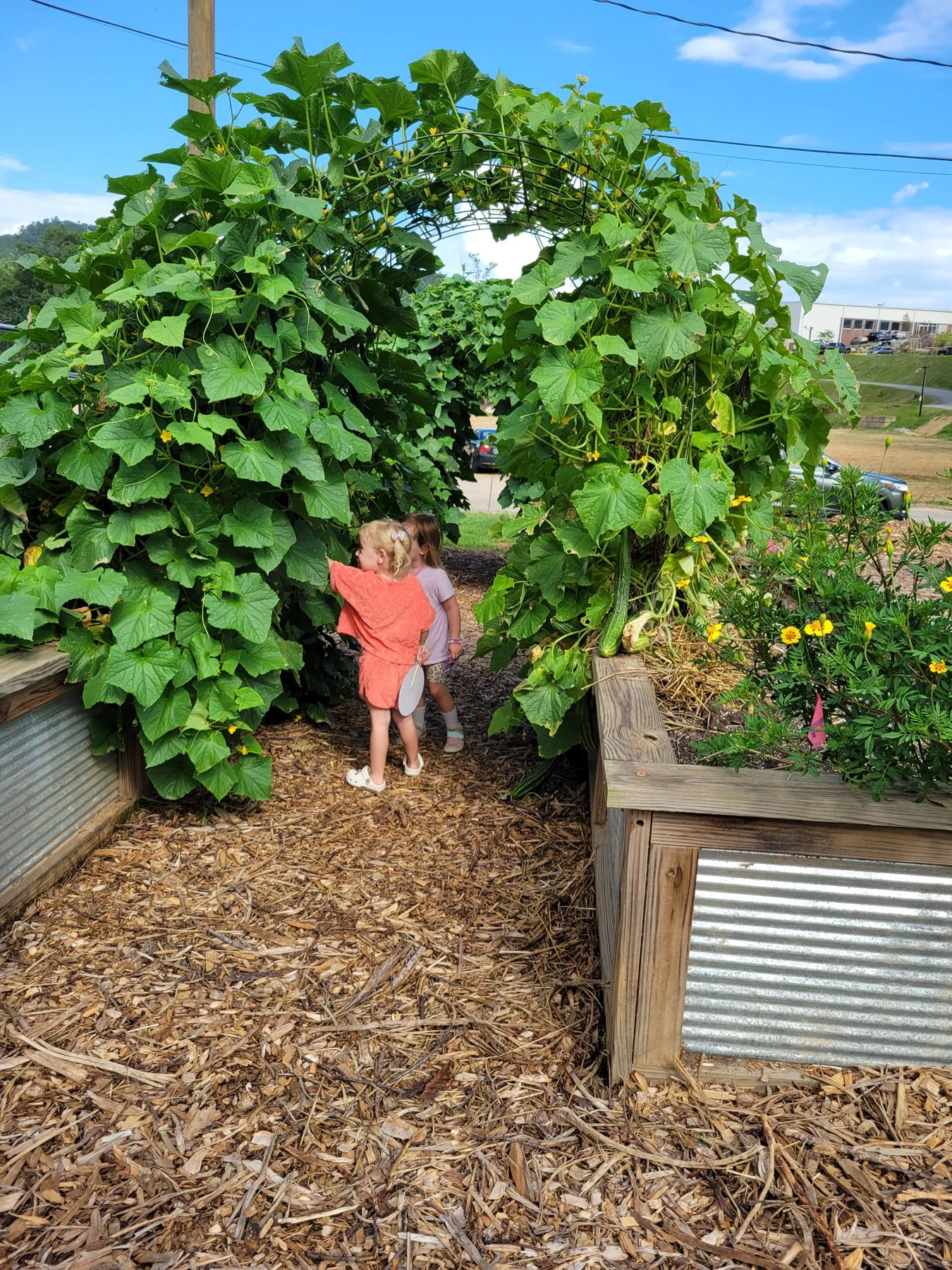 Three children explore a Mitchell giving garden's squash arch covered in large green leaves with yellow flowers, surrounded by wooden planters and mulch on the ground during daytime.