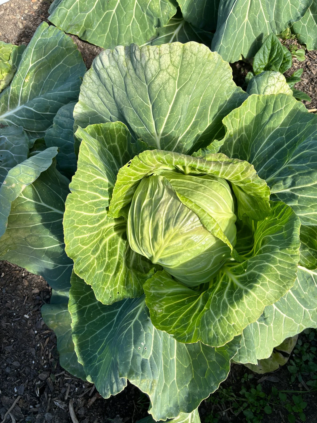 Close-up of a mature green cabbage plant with large veined leaves surrounding a rounded head growing in dark soil.