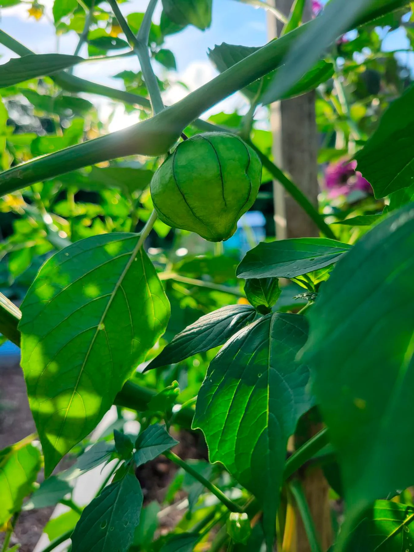 A green seed pod hanging from a plant surrounded by green leaves, with sunlight shining through.
