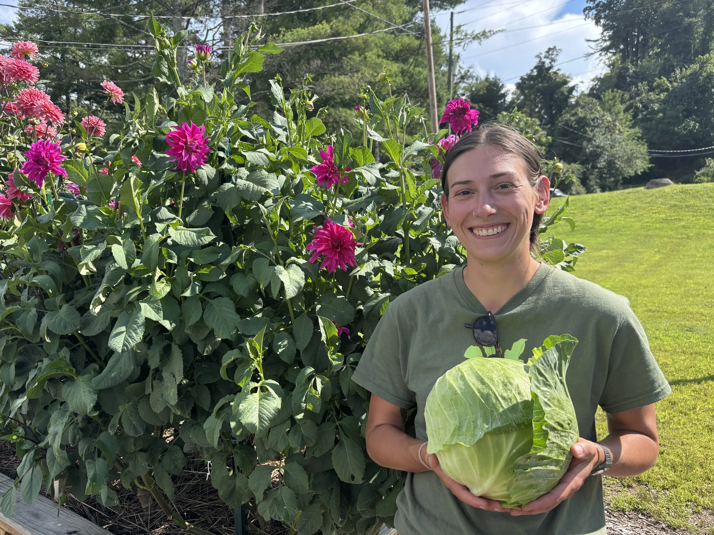 A smiling female stands in front of a bed of fuscia dahlias holding a large green cabbage.