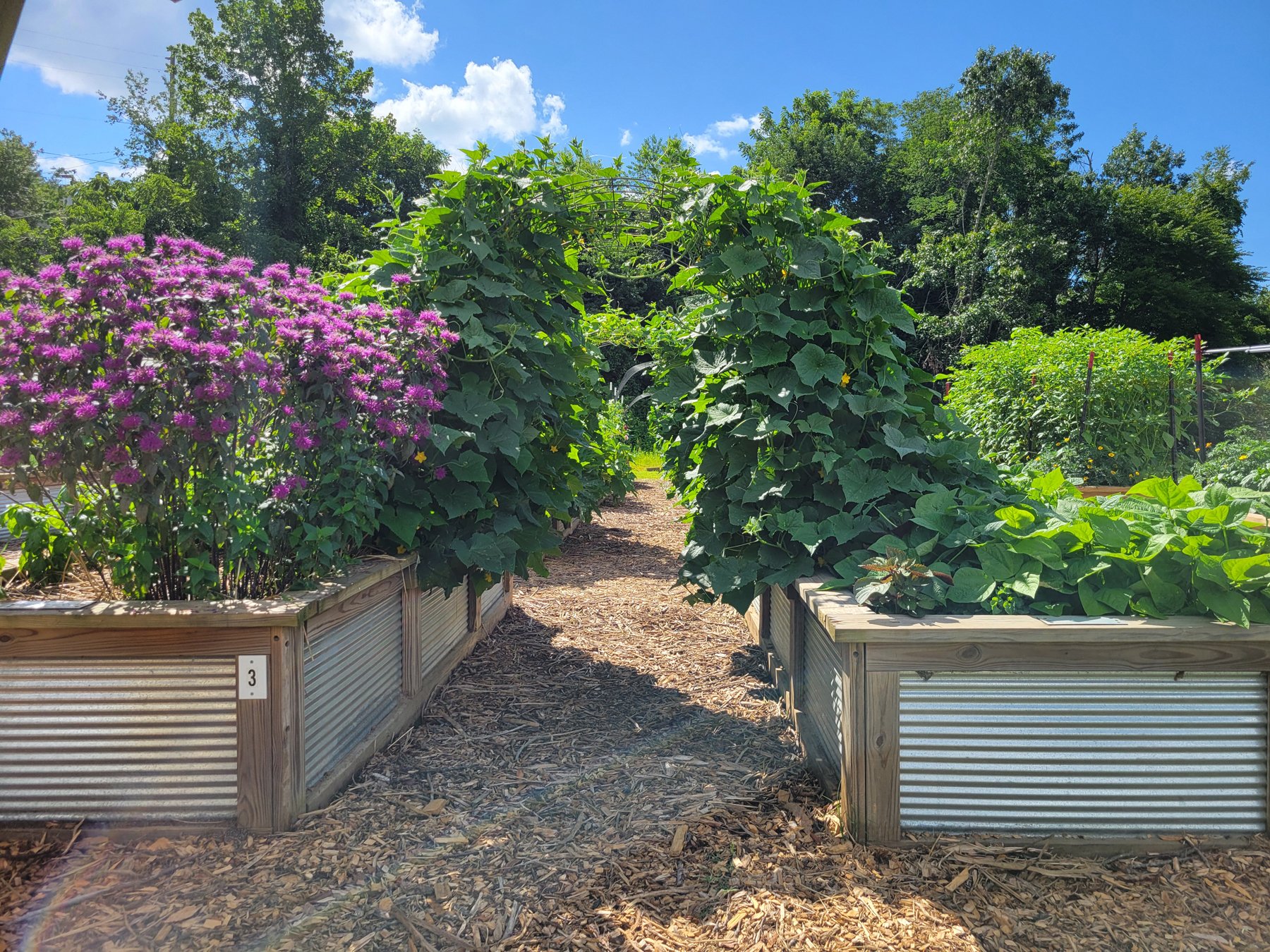 A garden with raised wooden planters filled with purple flowers and green leafy plants, under a blue sky with some clouds.