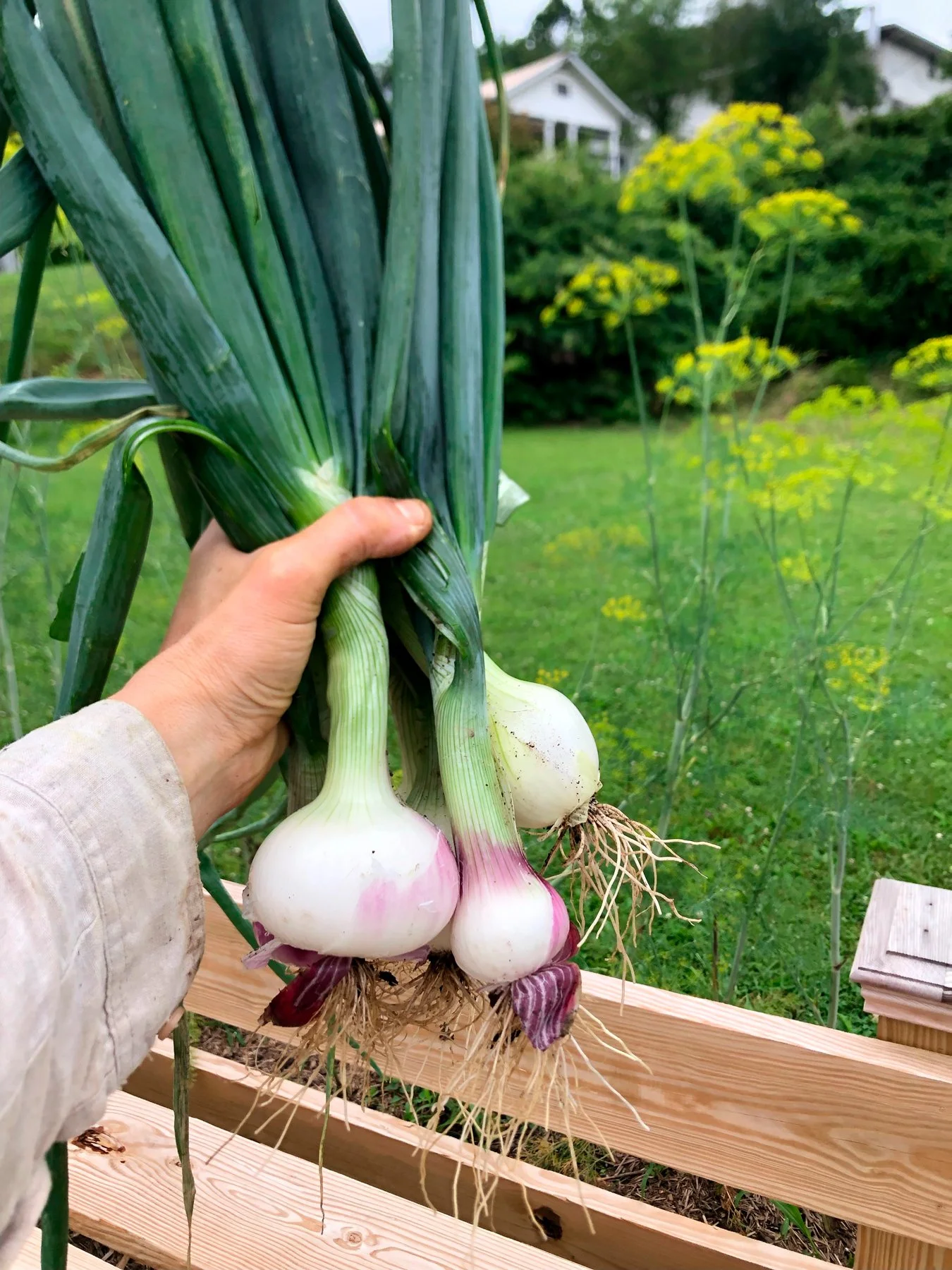 Person holding freshly harvested green onions in a garden with a grassy area, trees, bushes, and a house in the background.