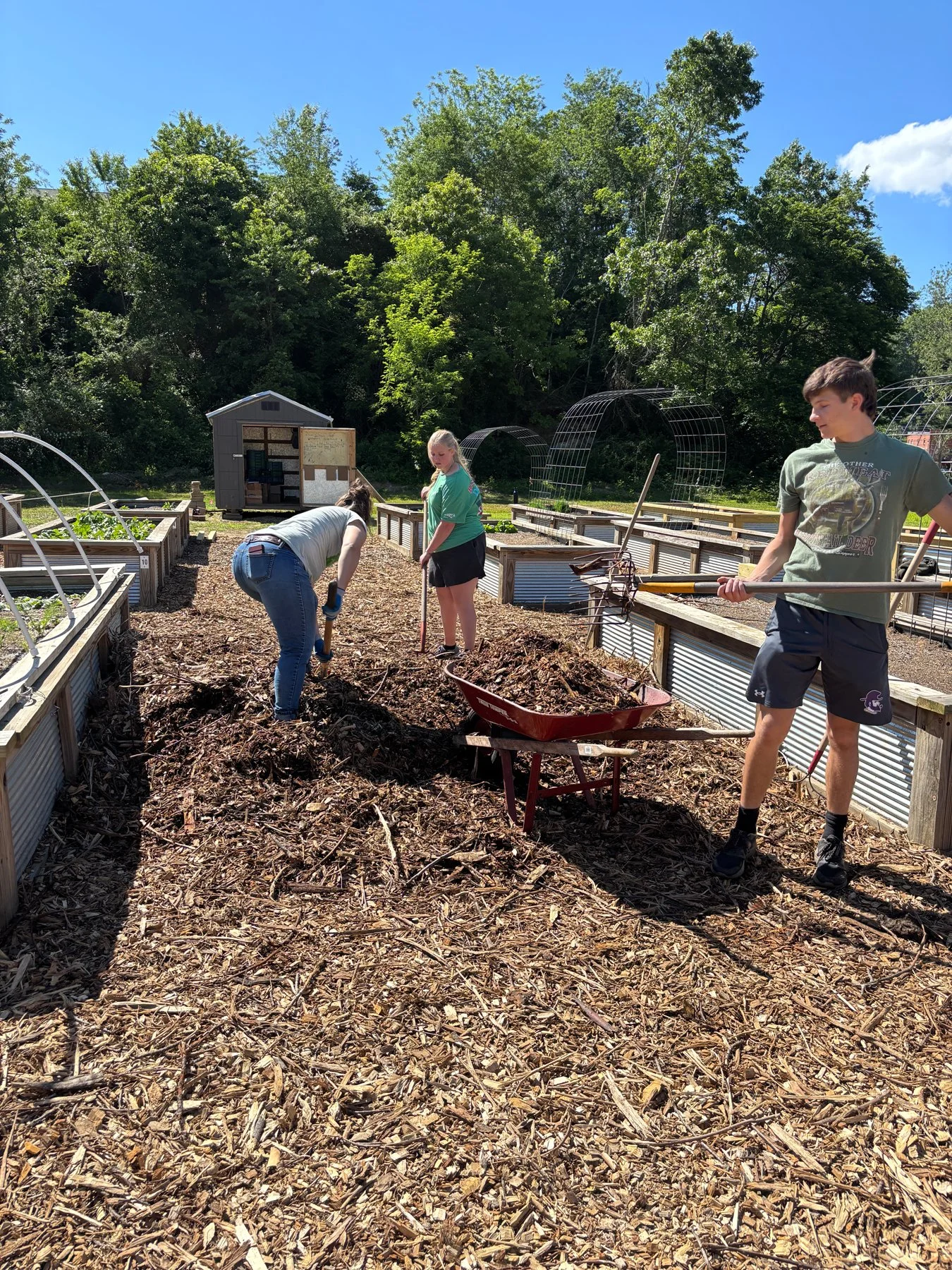 Three people working together in an outdoor garden or farm, spreading mulch or compost. The garden beds are raised and contain plants and structures, with a shed and trees in the background on a sunny day.