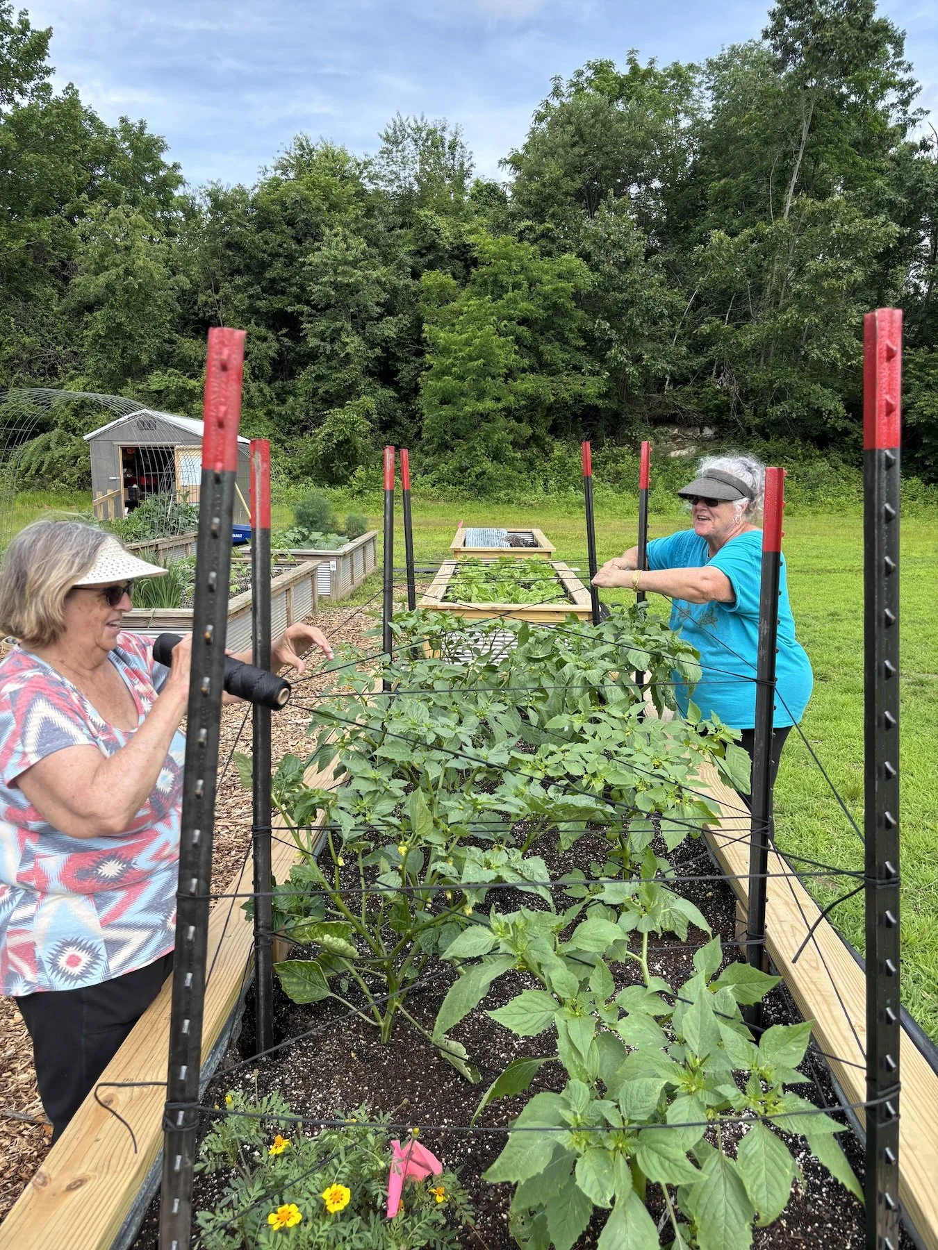 Two women work in a community garden that provides food for low income families building a garden trellis for tomatillos with black rope during a warm summer day.