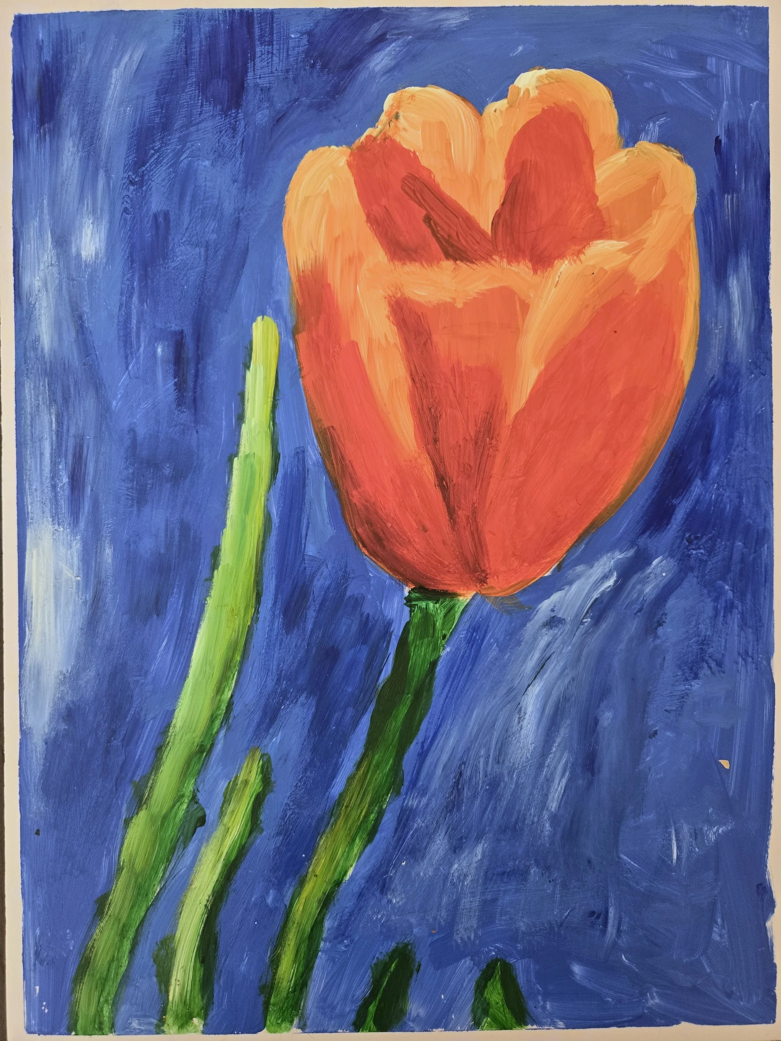 Moroccan Tulip
