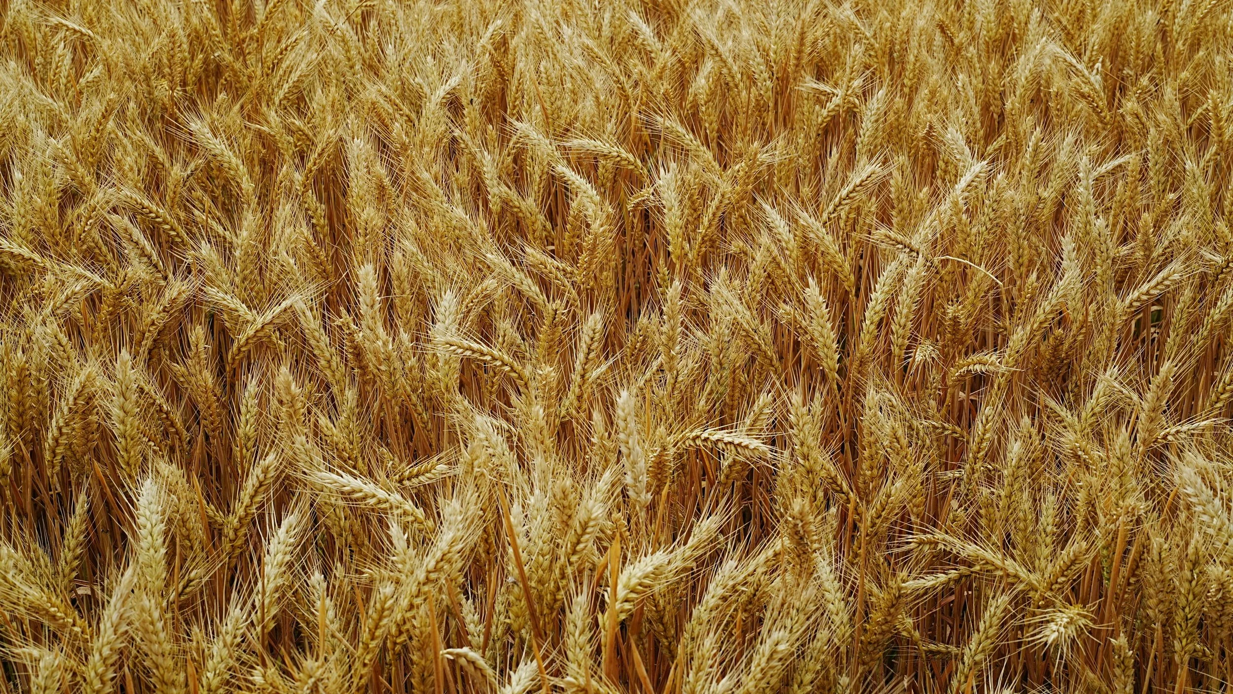 The Health Benefits of Bulgur Wheat