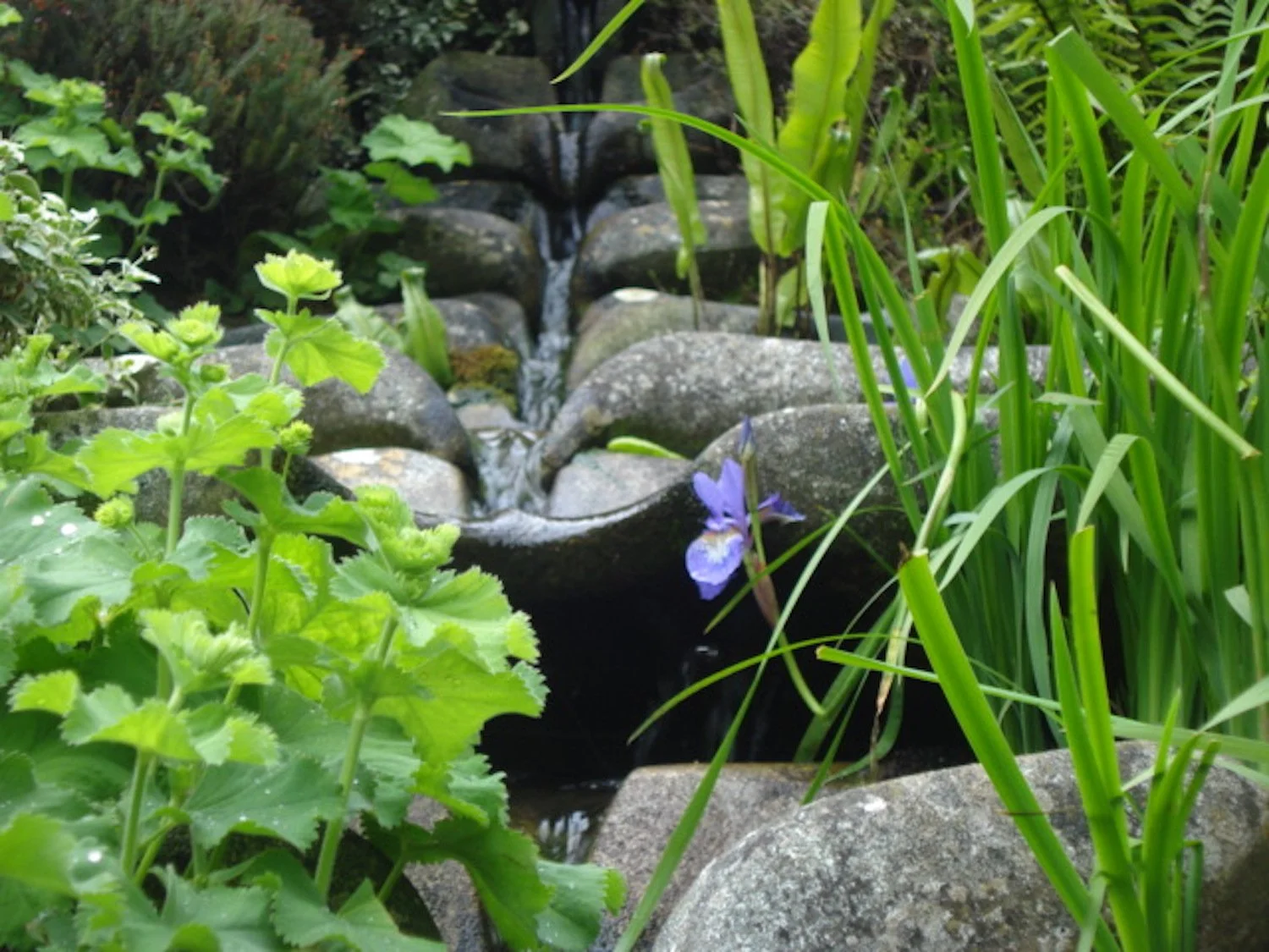 sevenfold Hawkwood college.JPG