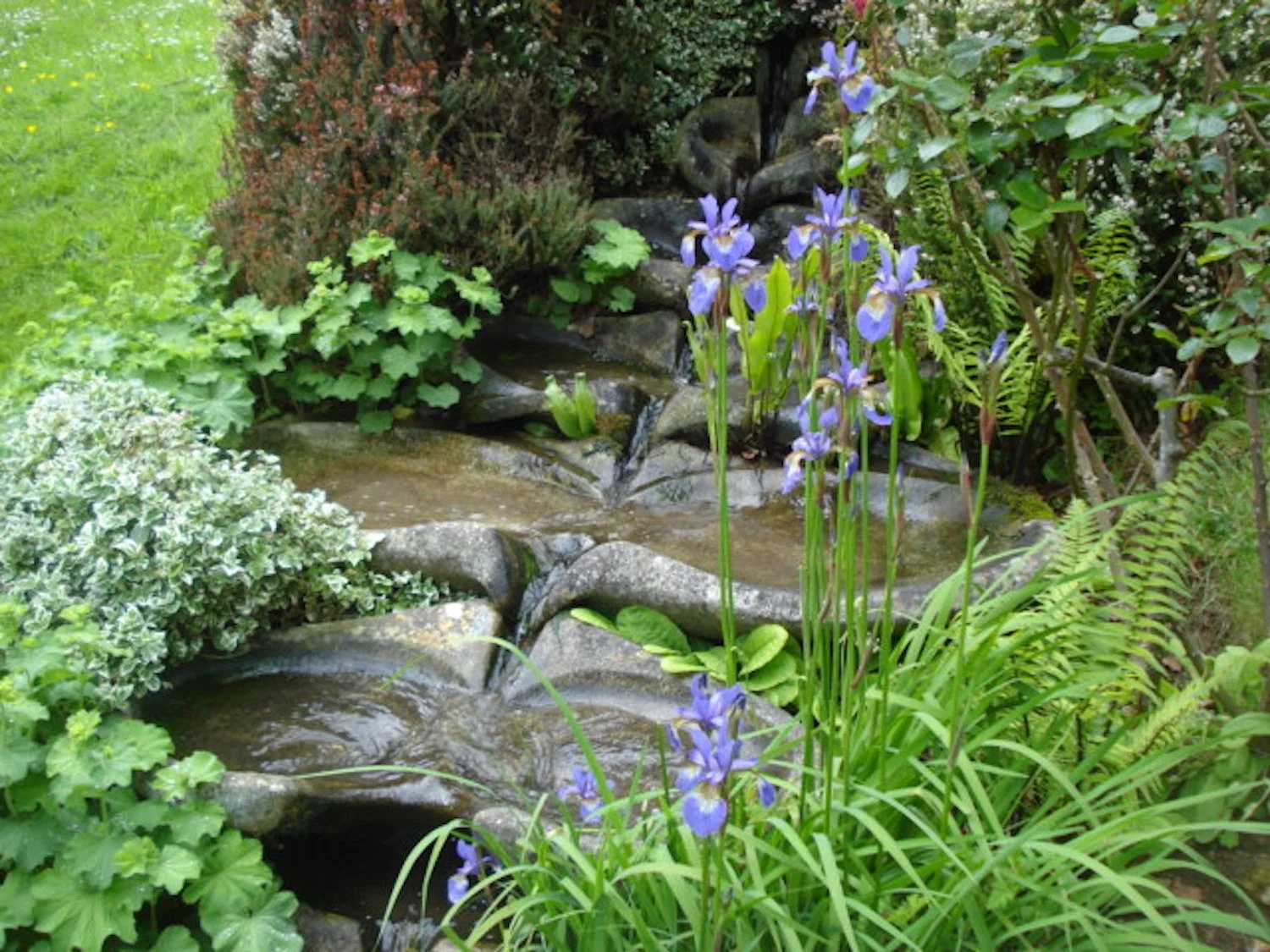Sevenfold Hawkwood emerging from iris flowers.JPG