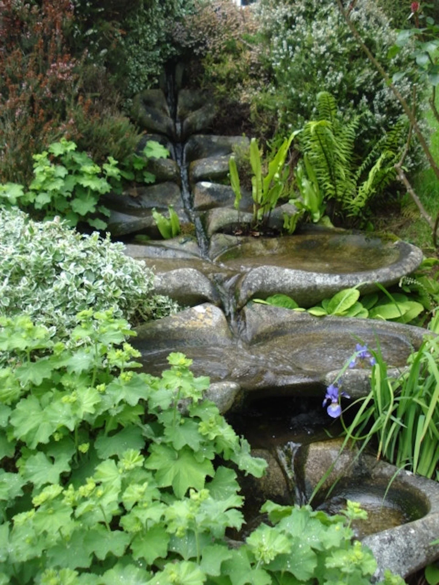 Sevenfold Hawkwood.JPG