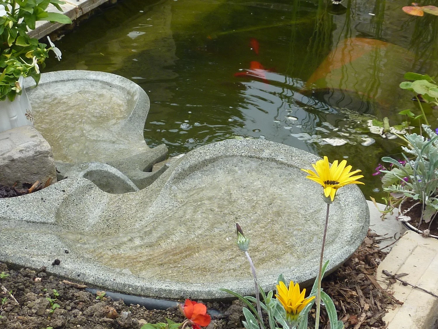 Ovellas in alternating cascade.JPG