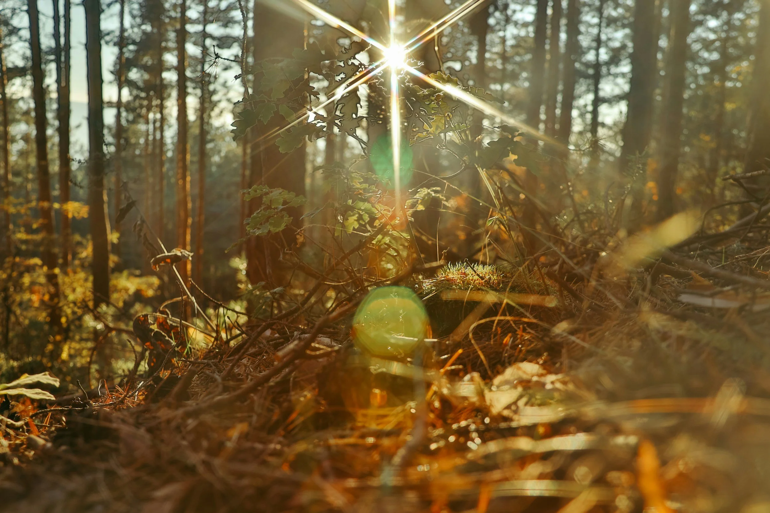 Sunlight filtering through trees in a forest, casting lens flare over forest floor with leaves and branches.