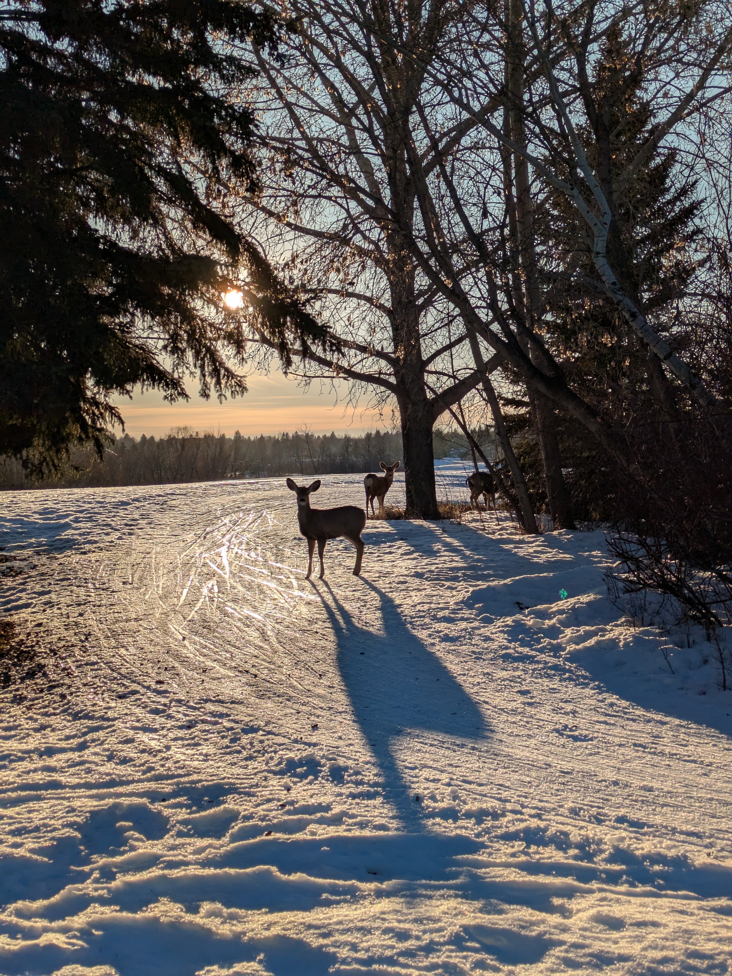 Deer standing on snowy ground near trees during sunset.