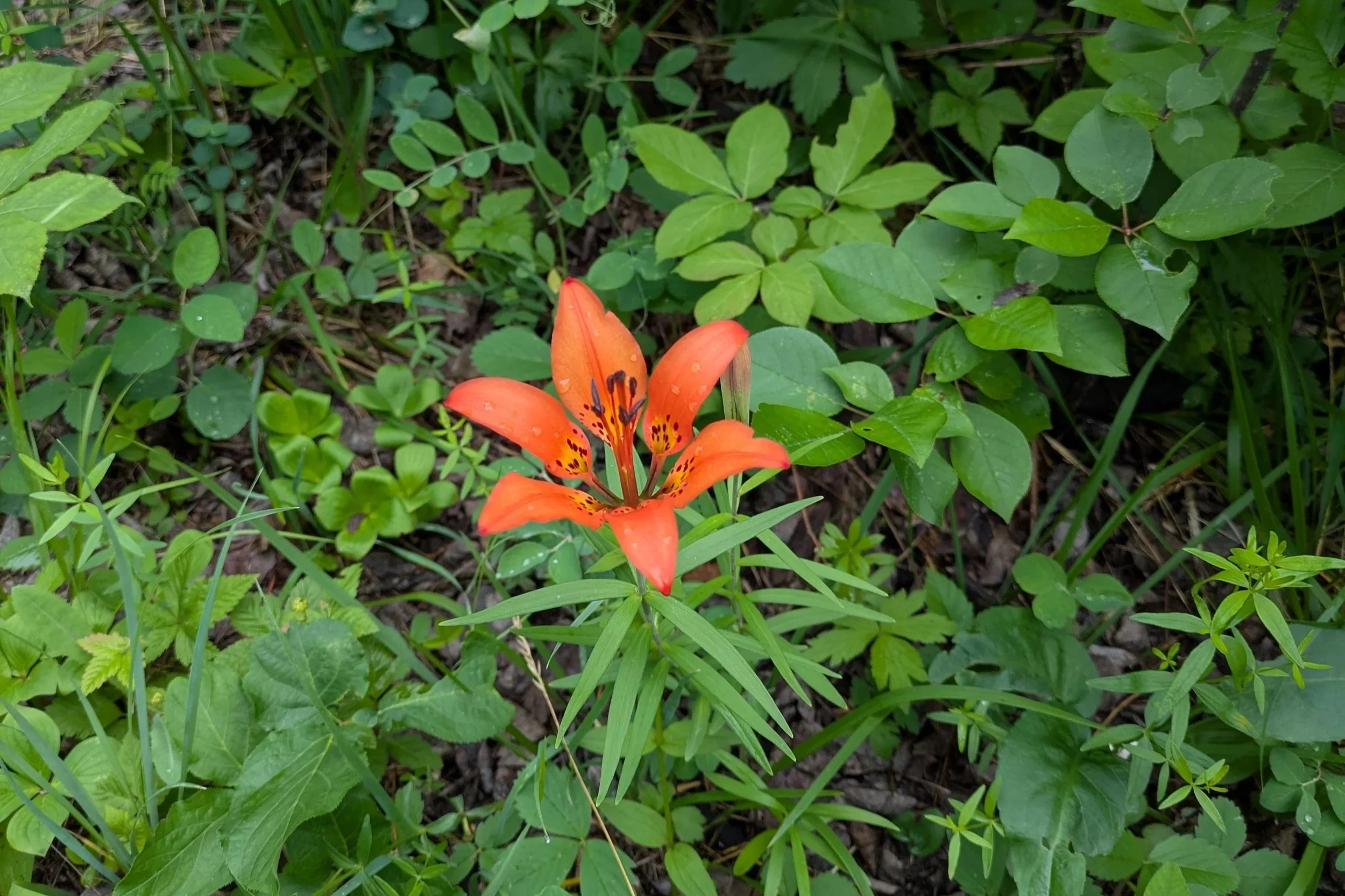 An orange lily flower blooming amidst green foliage, with small water droplets on the petals.
