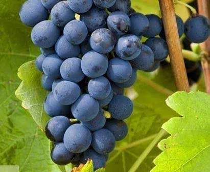 Syrah