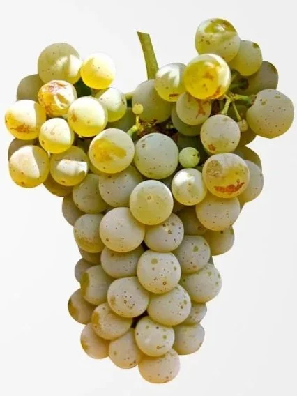 Albariño