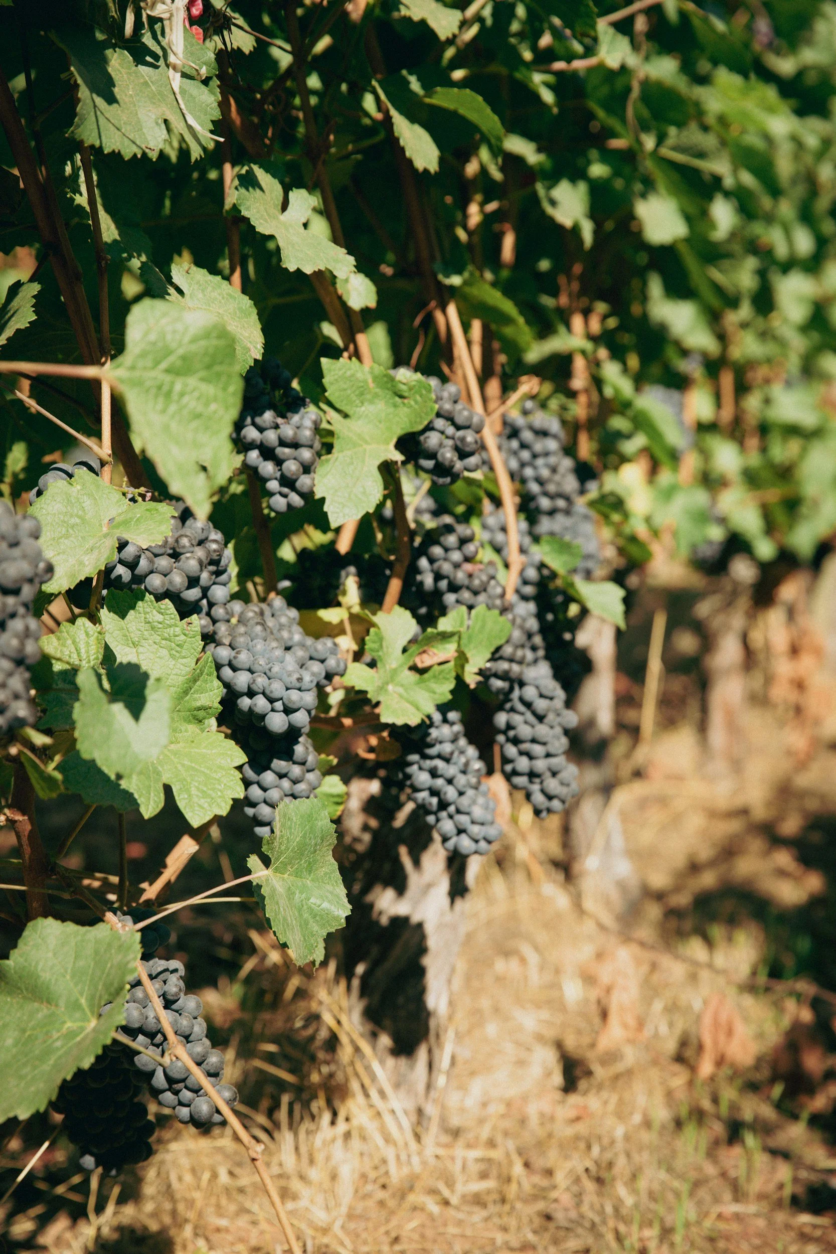Pinot Noir