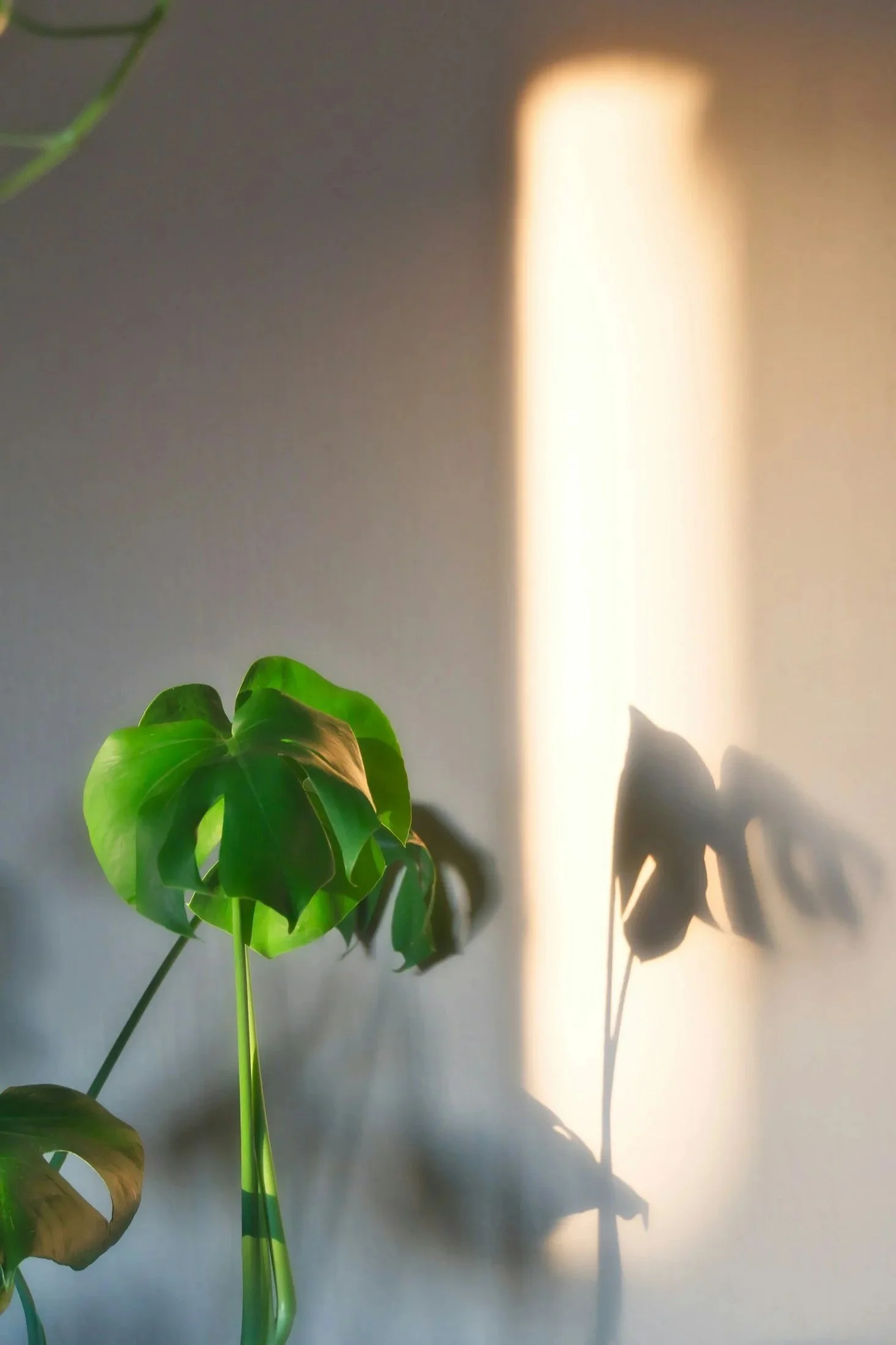 A green leafy plant with large heart-shaped leaves, casting shadows on the wall behind it, with warm sunlight creating bright patches and a shadow of the plant.
