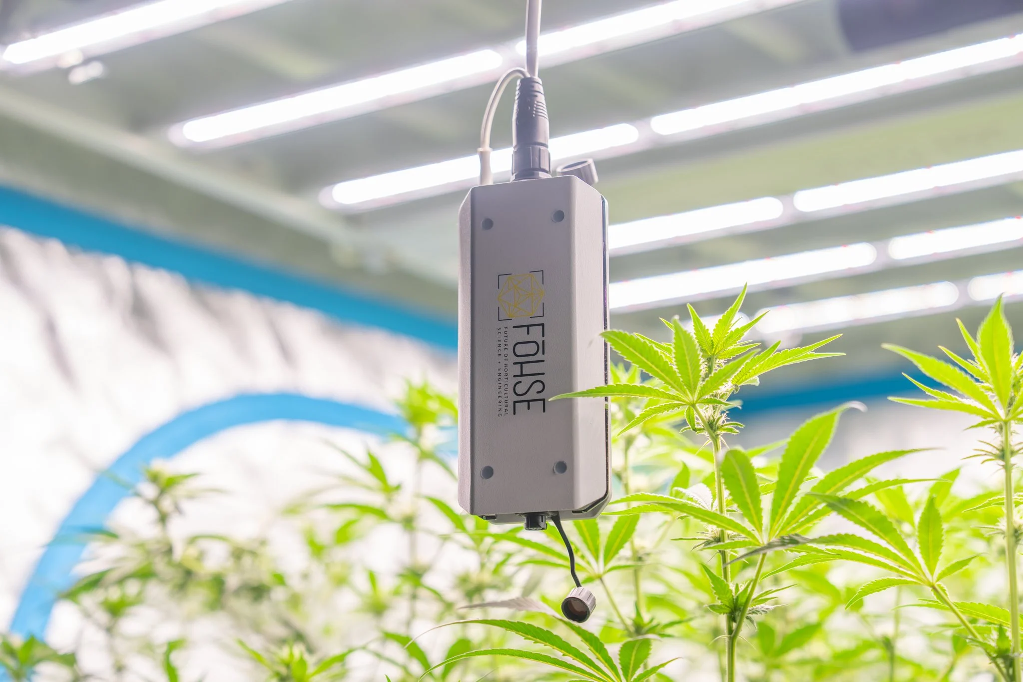 Fohse - Home Grow Tent - Mike - WEB - 14.jpg