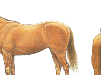 Body Condition Scoring