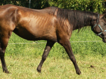 Chronic Weight Loss in Horses