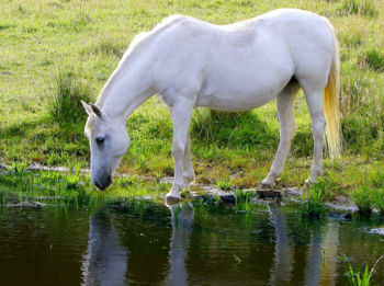 Don't Forget the Electrolytes