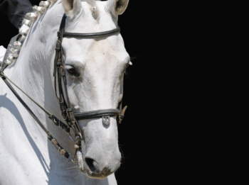 Feeding a Dressage Horse Part I