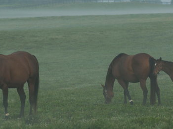 Feeding the Breeding Farm