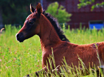 Feeding Growing Horses
