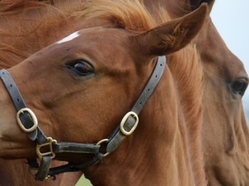 Developmental Orthopedic Disease