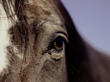 Feeding Horses with Respiratory Issues
