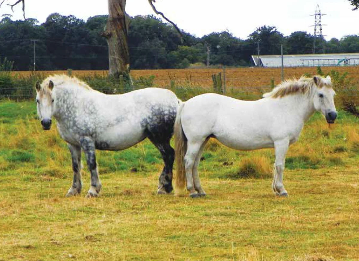 Feeding Horses to Avoid Metabolic Issues