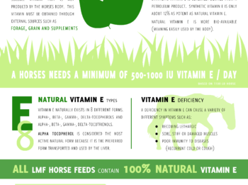 Vitamin E in Horses