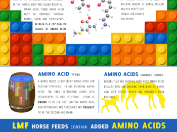 Amino Acids in Horses