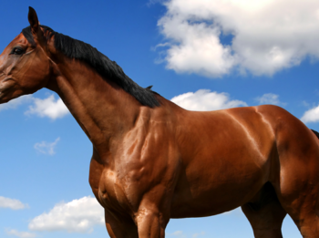 Horse Weight Calculator