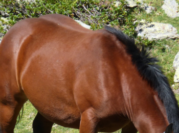 Body Condition Scoring