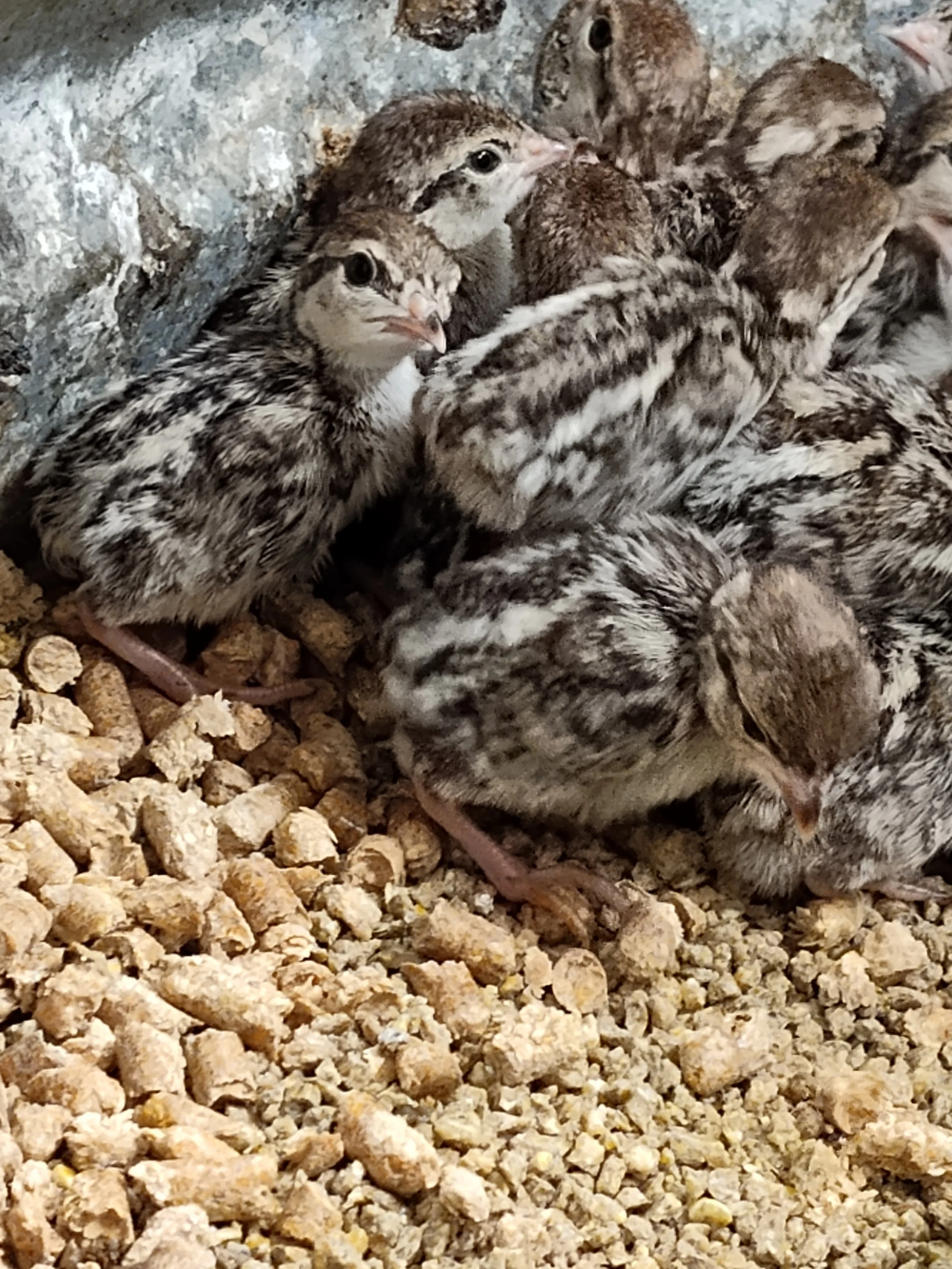 Chukar Partridge Chicks (Coming Soon)