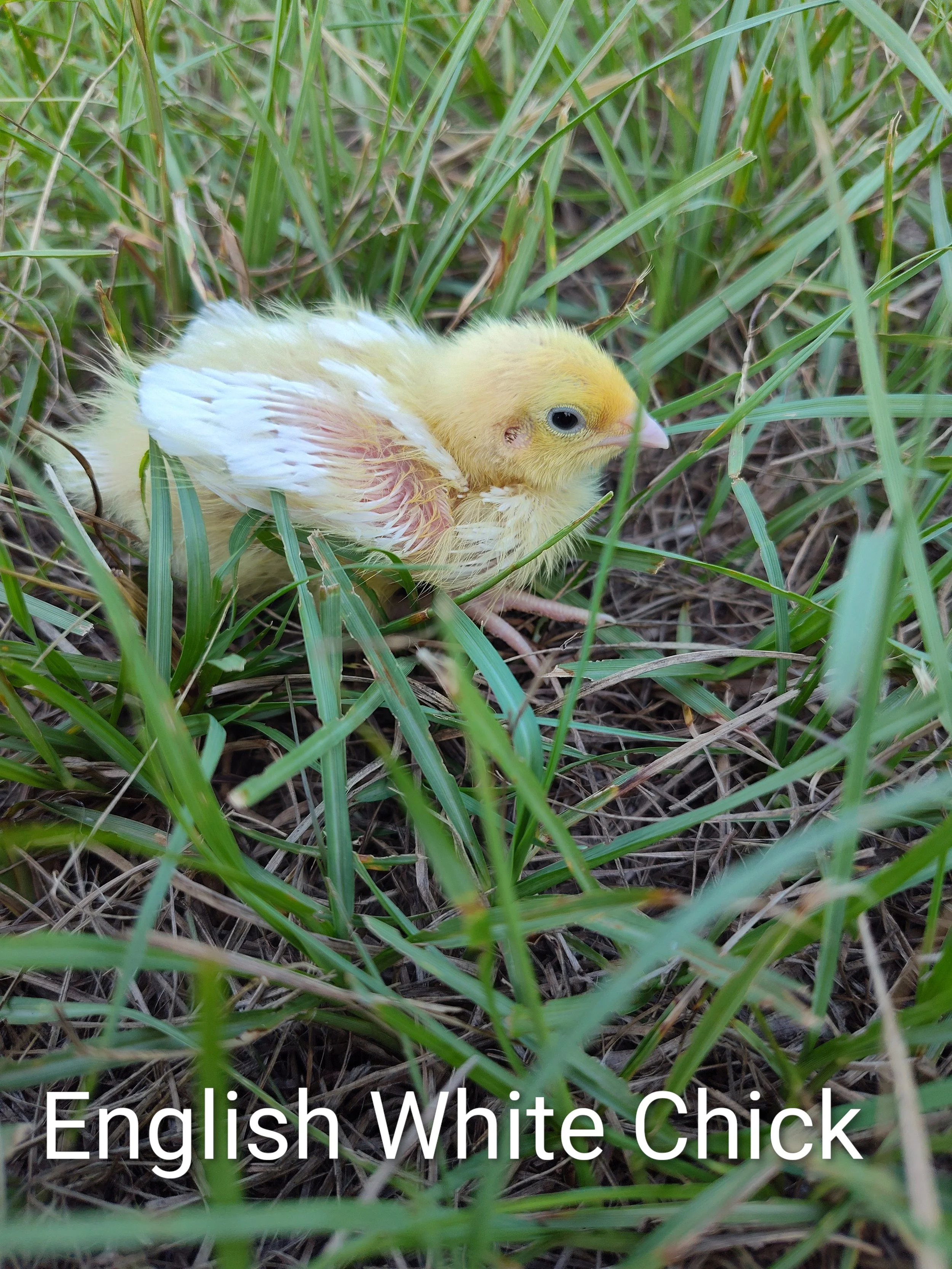 Jumbo English White Meat Maker Coturnix Quail Chicks (Coming Soon)