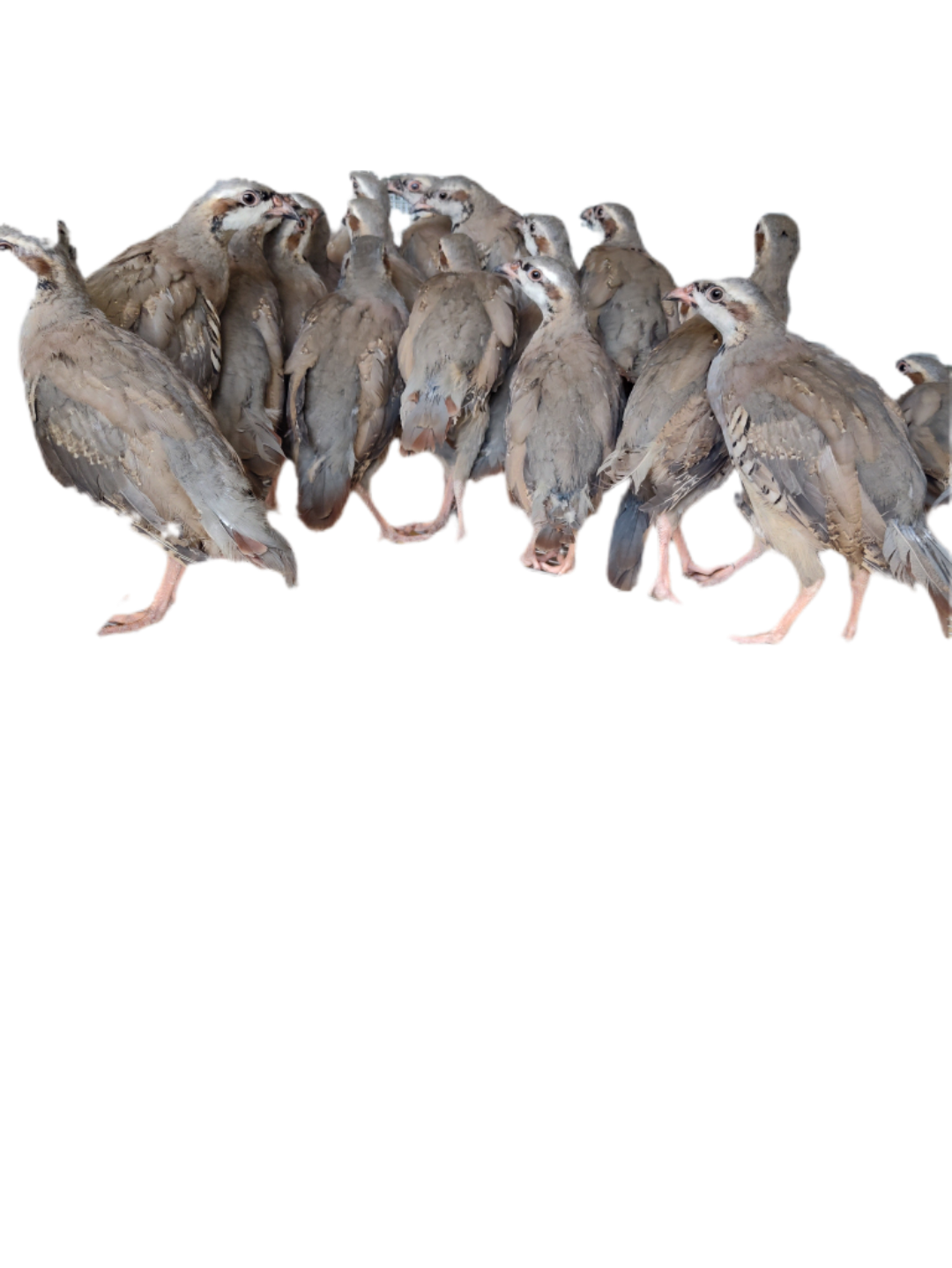 Chukar Partridge (Coming Soon)