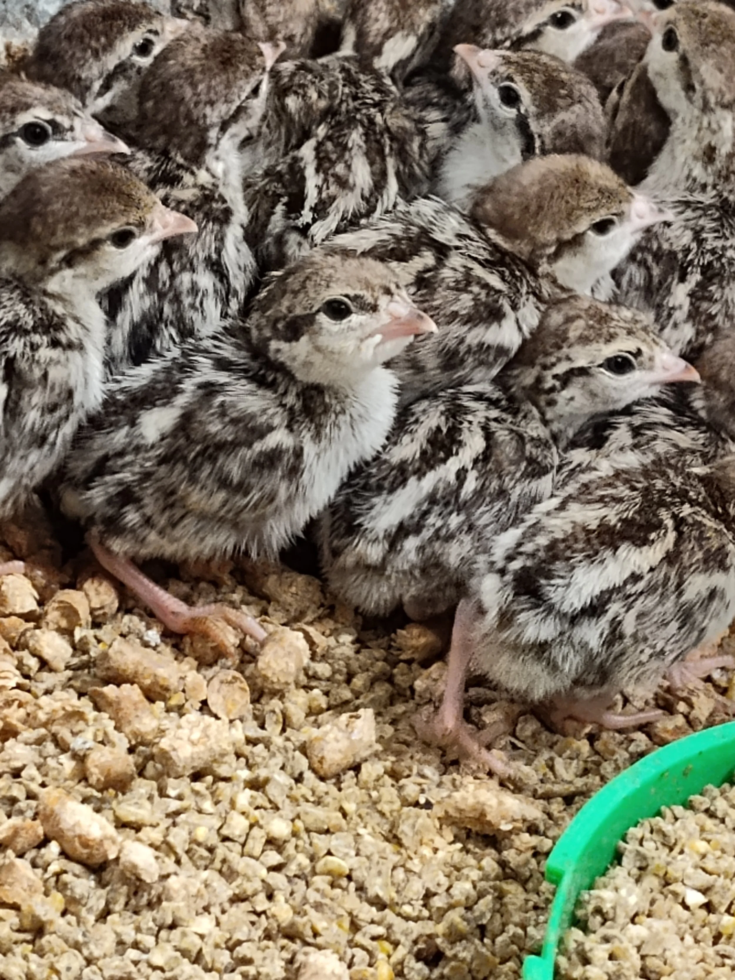 chukar chicks.jpg