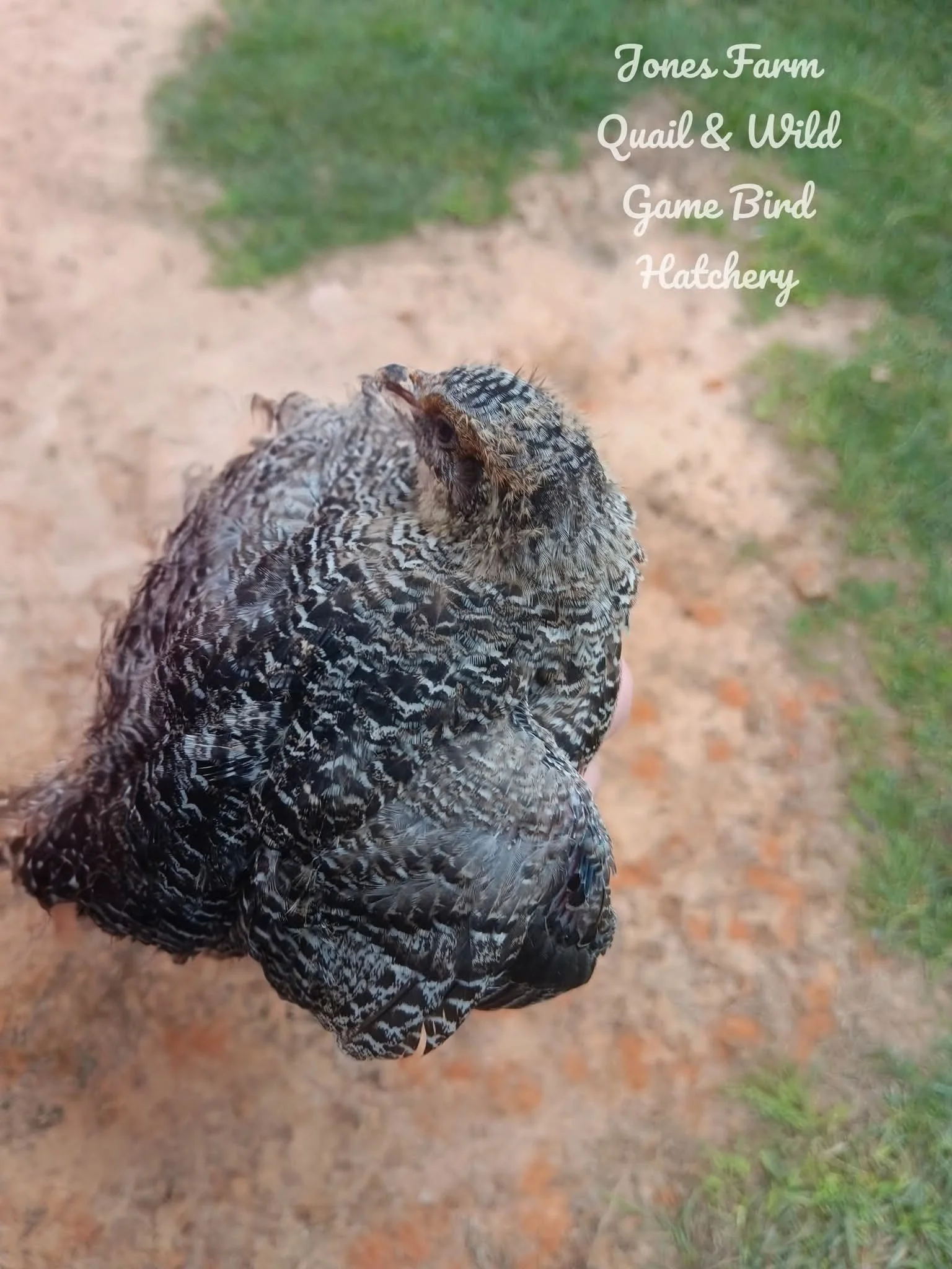 (Coming Soon) Jumbo Sparkly Grau Fee Coturnix Quail Chicks