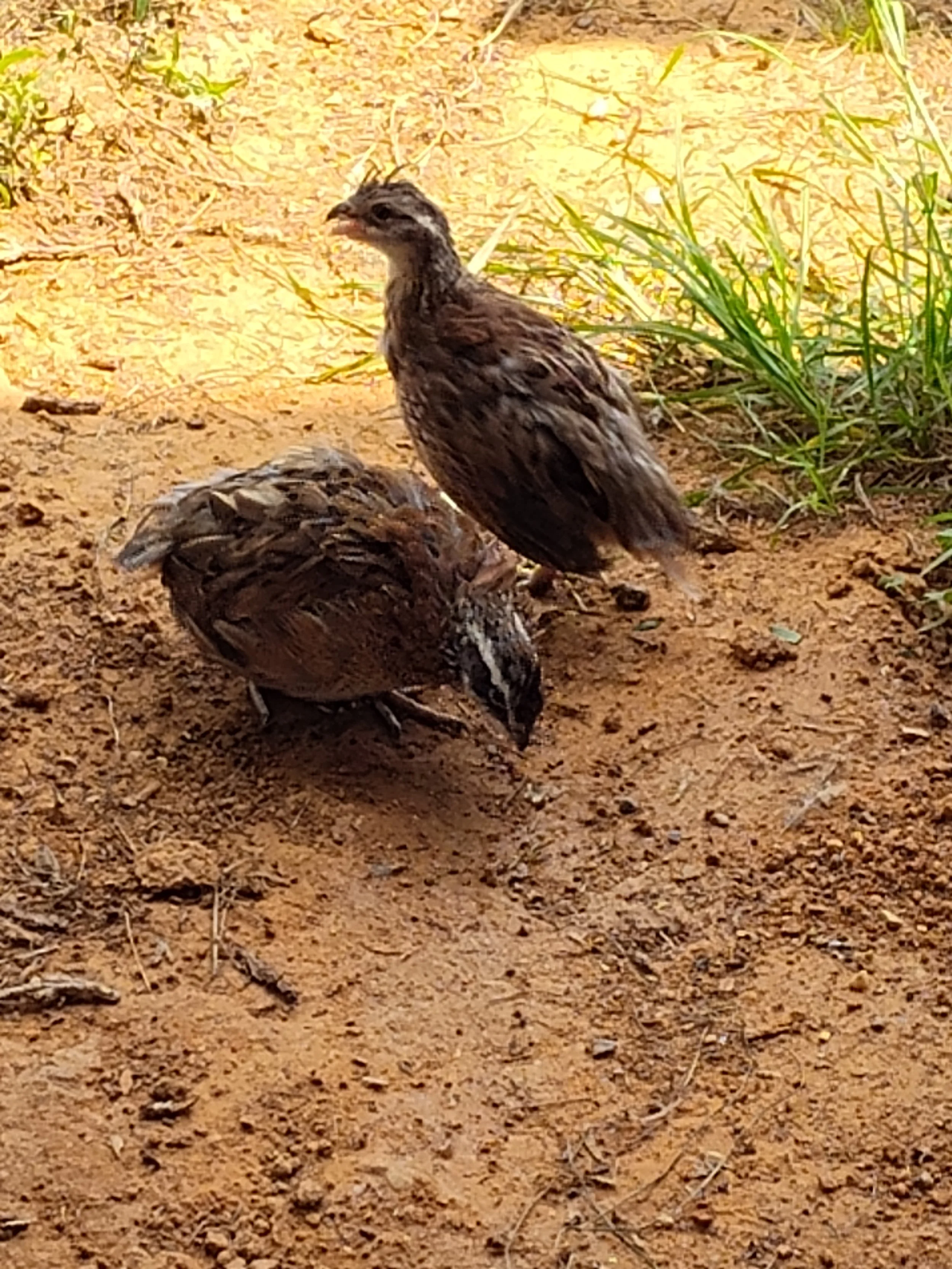 Northern Bobwhite Quail (Coming Soon)