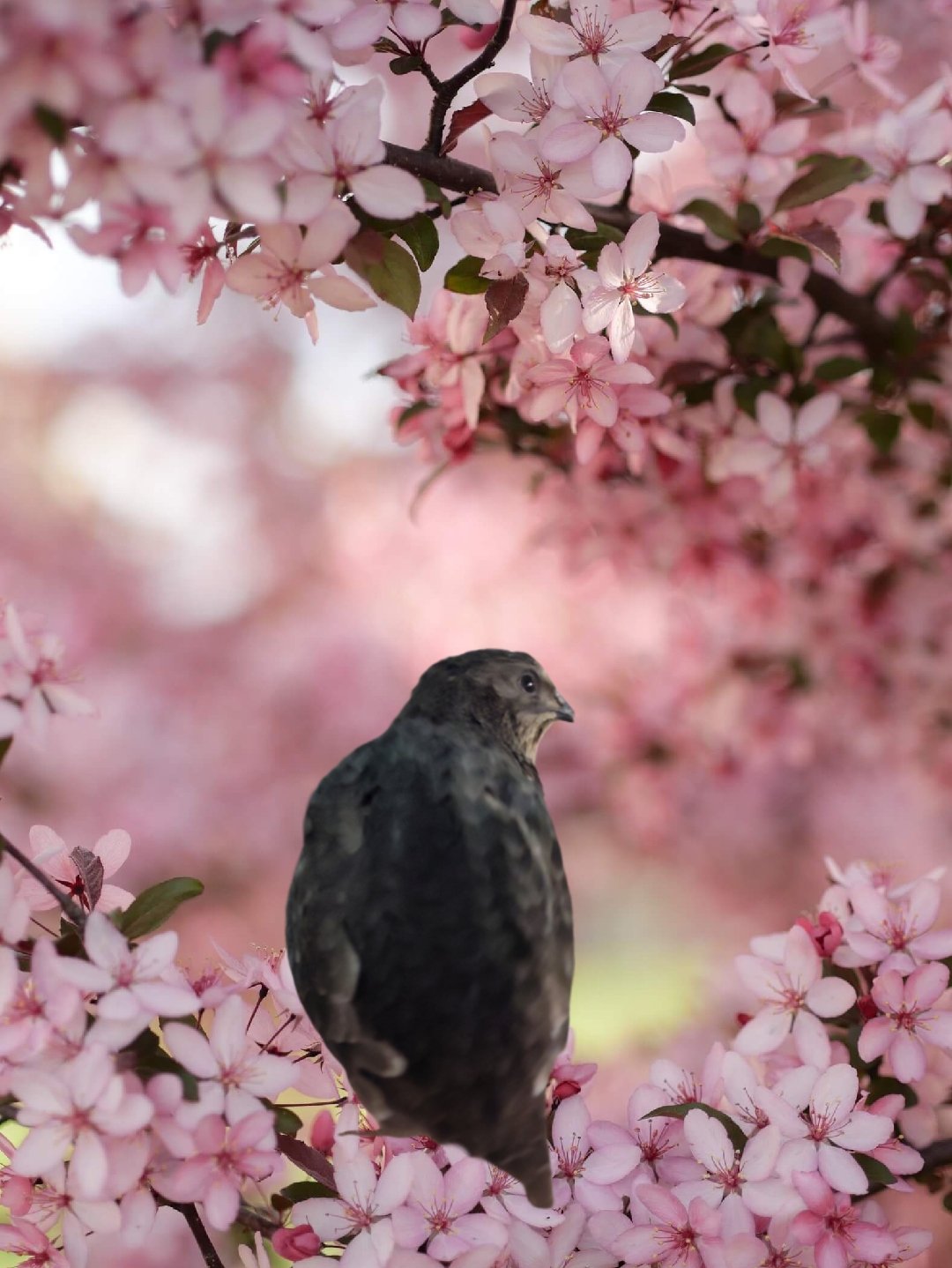(Coming Soon) Black Coturnix Quail Chicks