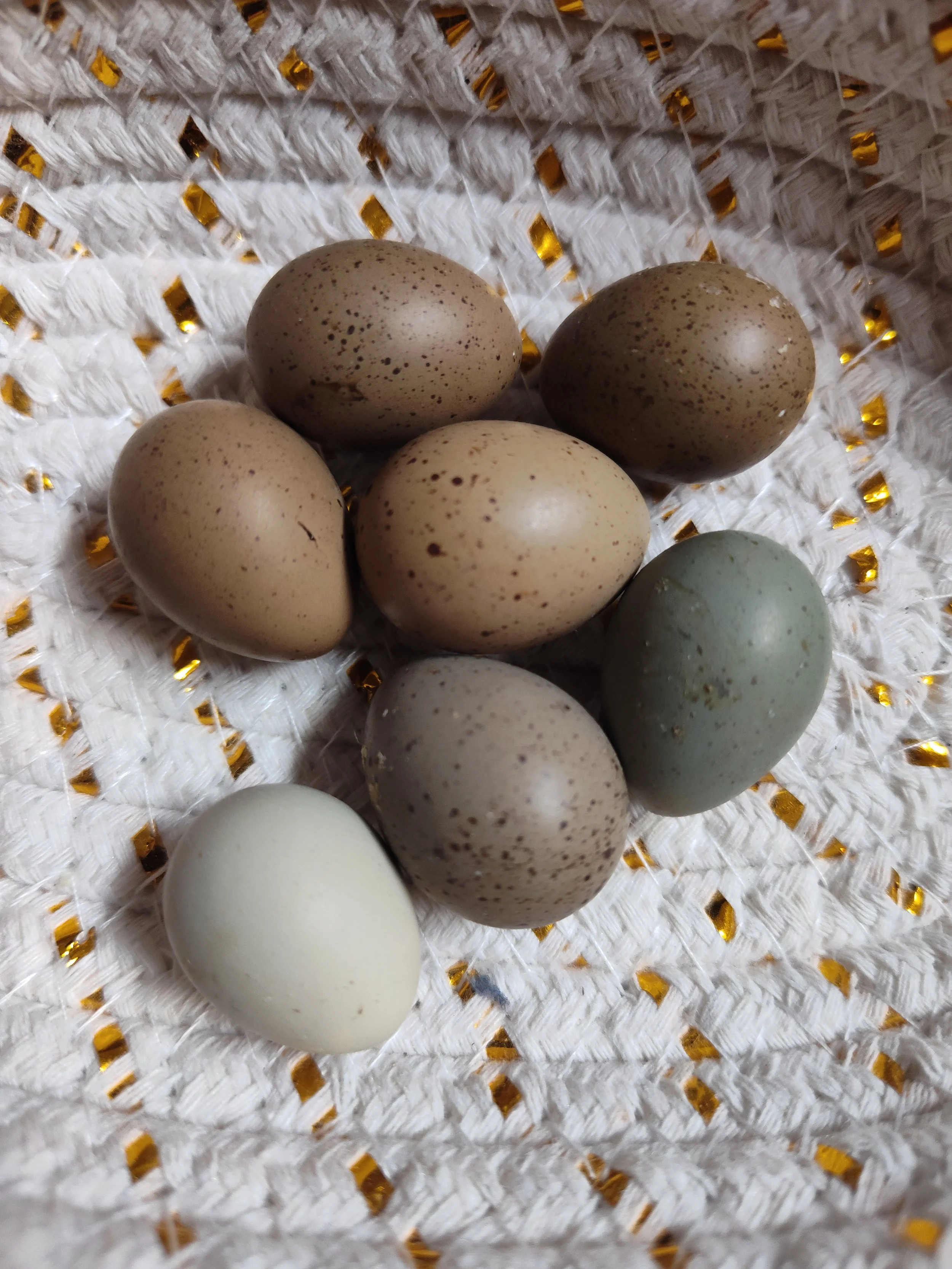 Button Quail Hatching Eggs