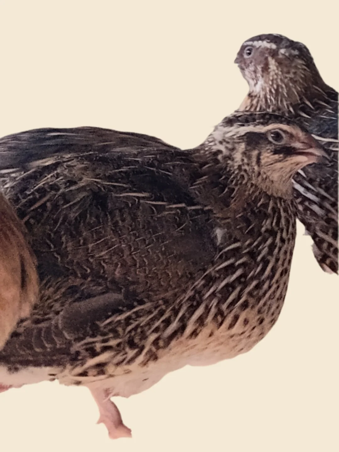 Variety pack of Jumbo Coturnix Quail Hatching Eggs