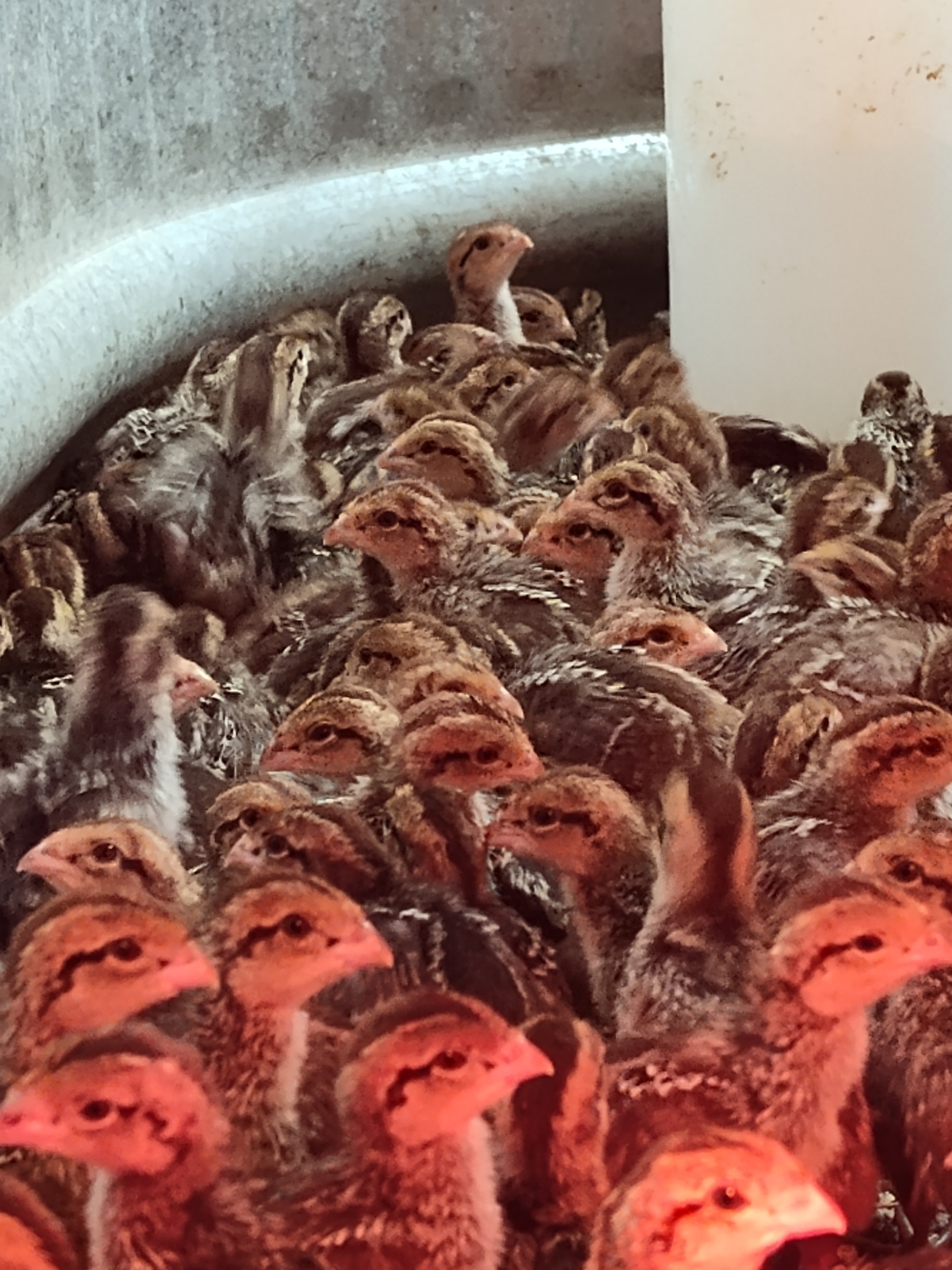 bobwhite chicks.jpg