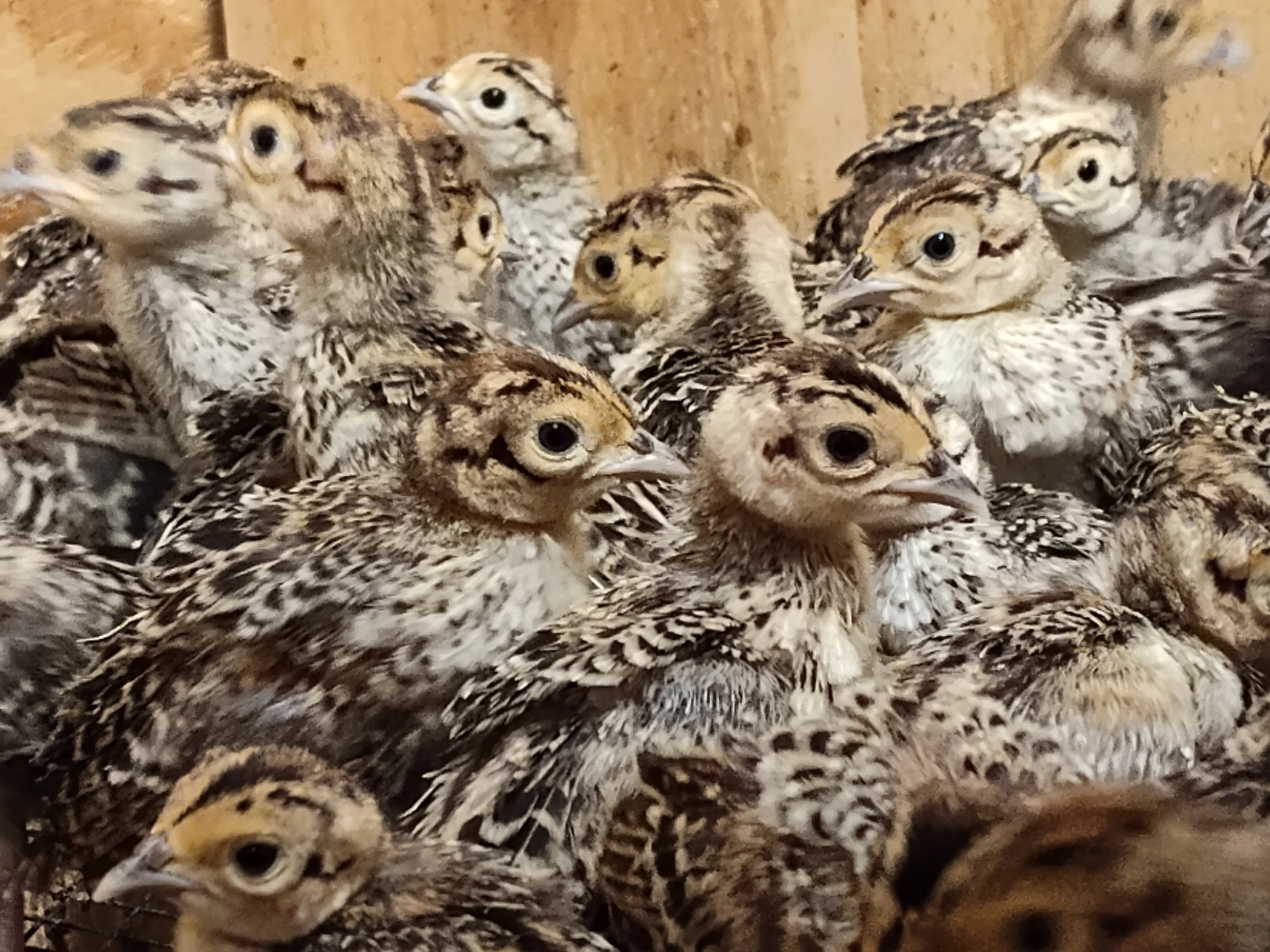 Pheasant chicks.jpg