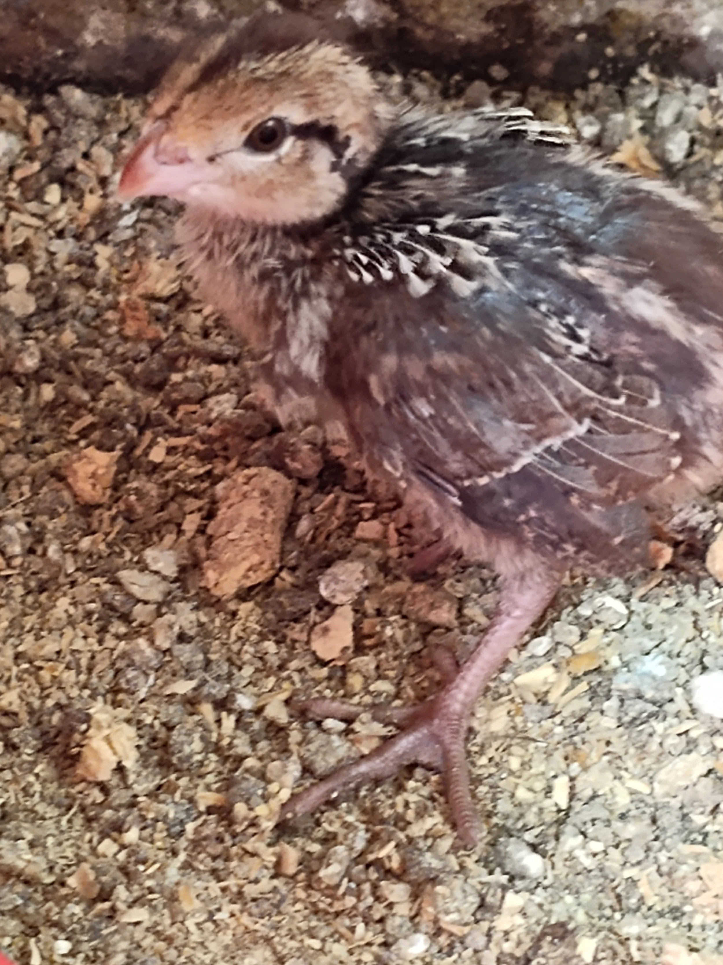 Northern Bobwhite Quail Chicks