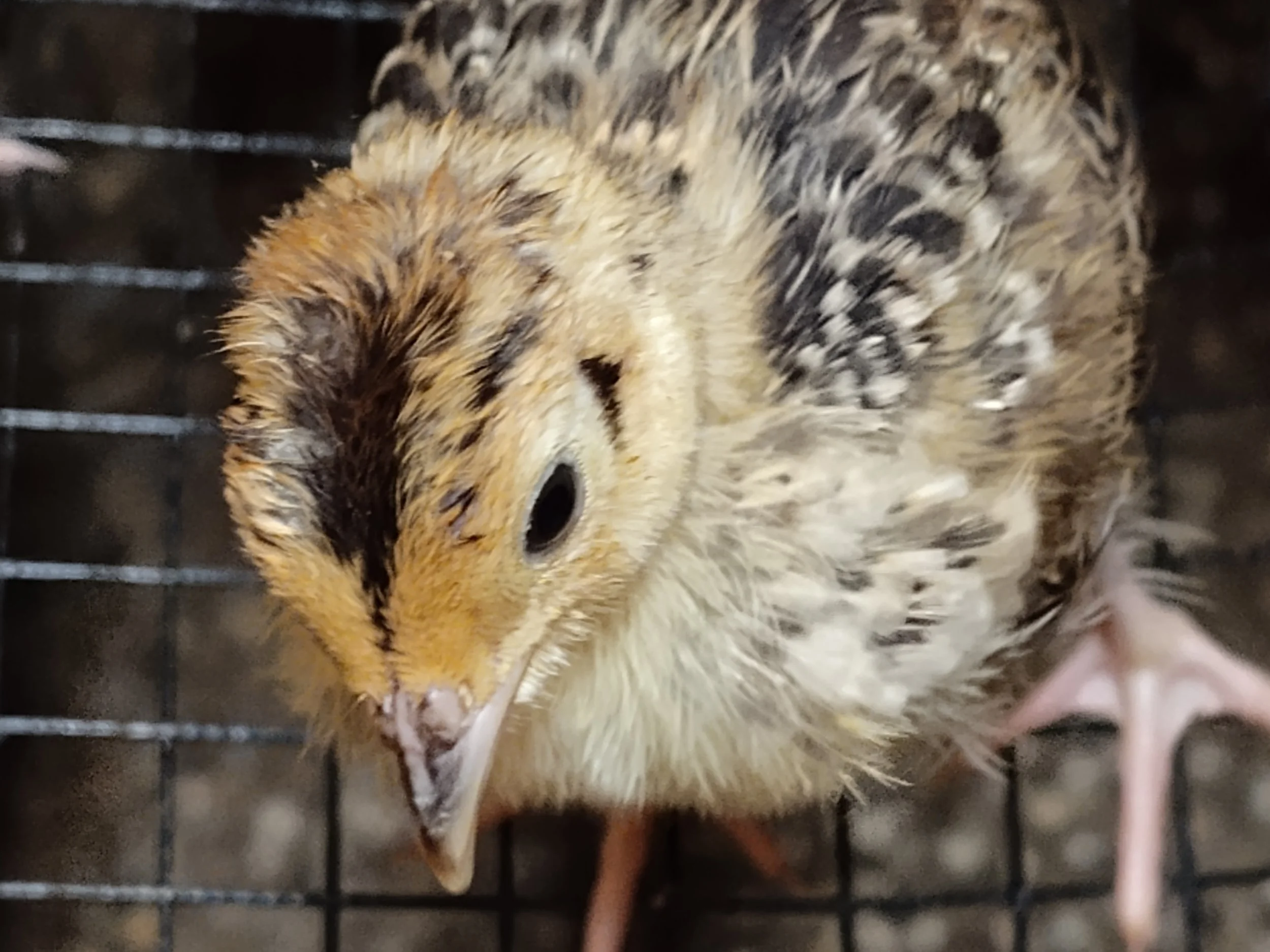 Pheasant Chick.jpg